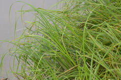 Carex emoryi