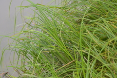 Carex emoryi