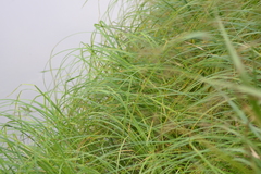 Carex emoryi