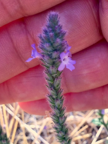 iNaturalist observation photo of western vervain