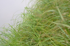 Carex emoryi