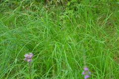 Carex emoryi