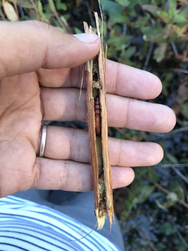 Burdock Borer Moth photo 2