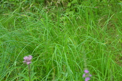 Carex emoryi