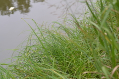 Carex emoryi