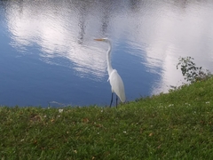 Ardea alba