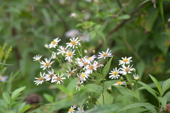 Eurybia furcata