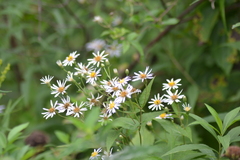 Eurybia furcata