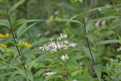 Eurybia furcata