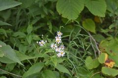 Eurybia furcata