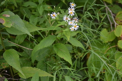 Eurybia furcata