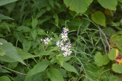 Eurybia furcata