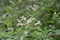 Eurybia furcata