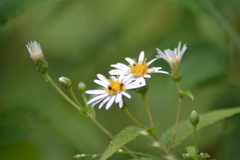 Eurybia furcata