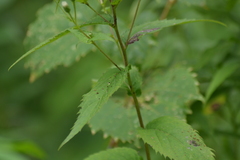 Eurybia furcata