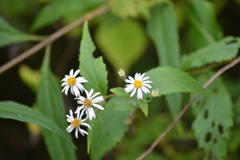 Eurybia furcata