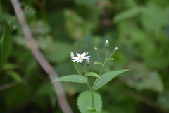 Eurybia furcata