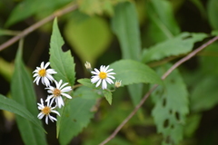 Eurybia furcata