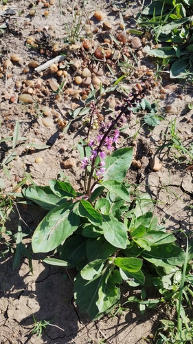 Image of Ocimum carnosum by no rights reserved