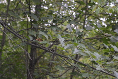 Quercus × hawkinsiae