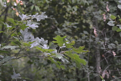 Quercus × hawkinsiae