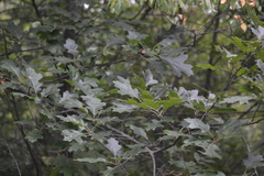 Quercus × hawkinsiae