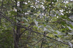 Quercus × hawkinsiae