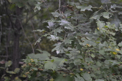 Quercus × hawkinsiae