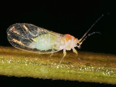Psylla sanguinea