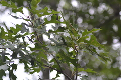 Quercus × hawkinsiae
