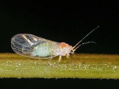Psylla sanguinea