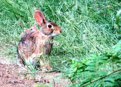 Sylvilagus cunicularius