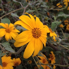 Tithonia tubaeformis