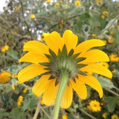 Tithonia tubaeformis
