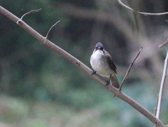 Pycnonotus xanthorrhous