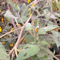 Tithonia tubaeformis