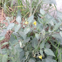 Solanum lycopersicum