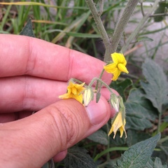 Solanum lycopersicum