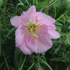 Oenothera speciosa