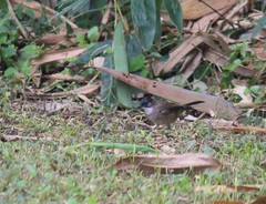 Pycnonotus xanthorrhous