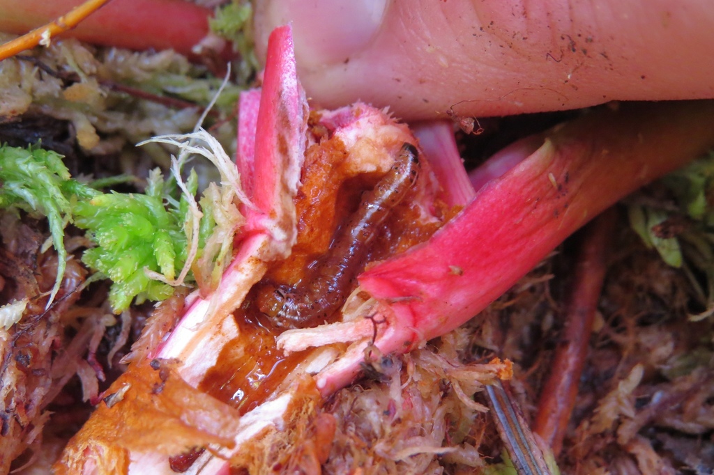Pitcher Plant Borer Moth