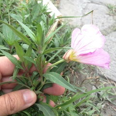 Oenothera speciosa