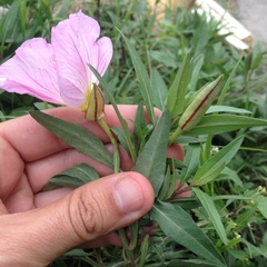 Oenothera speciosa