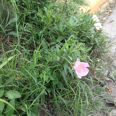 Oenothera speciosa