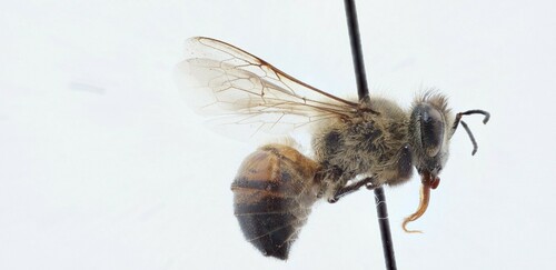 West African Honey Bee