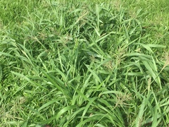Paspalum paniculatum