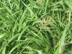 Paspalum paniculatum