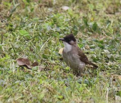 Pycnonotus xanthorrhous