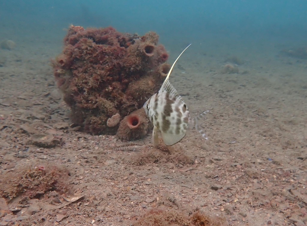 Common veilfin (Metavelifer multiradiatus) — Veliferidae