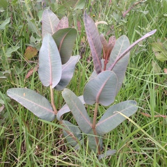 Asclepias glaucescens